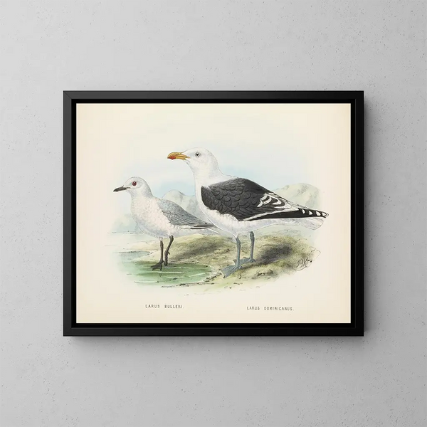 Larus bulleri og Larus dominicanus - John Gerrard Keulemans — indrammet kunstværk på væggen