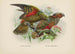 Nestor notabilis og Nestor meridionalis - John Gerrard Keulemans — visning af kunstværket