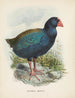 Couvertures Notornis - John Gerrard Keulemans — visning af kunstværket