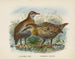 Ocydromus earli og Ocydromus australis - John Gerrard Keulemans — visning af kunstværket