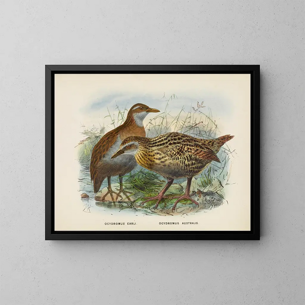 Ocydromus earli og Ocydromus australis - John Gerrard Keulemans — indrammet kunstværk på væggen