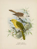 Orthonyx albicilla og Orthonyx ochrocephala - John Gerrard Keulemans — visning af kunstværket