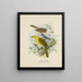 Orthonyx albicilla og Orthonyx ochrocephala - John Gerrard Keulemans — indrammet kunstværk på væggen