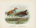Ortygometra affinis og Ortygometra tabuensis - John Gerrard Keulemans — visning af kunstværket