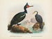 Cormorans med karunkler og korte næb - John Gerrard Keulemans — visning af kunstværket