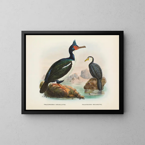 Cormorans med karunkler og korte næb - John Gerrard Keulemans — indrammet kunstværk på væggen