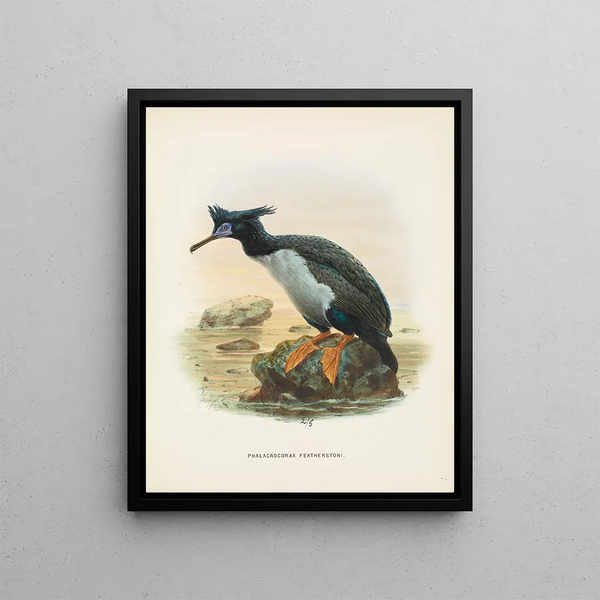 John Gerrard Keulemans - Phalacrocorax featherstoni.webp