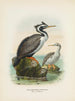 Phalacrocorax punctatus han og hun - John Gerrard Keulemans — visning af kunstværket
