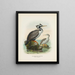 Phalacrocorax punctatus han og hun - John Gerrard Keulemans — indrammet kunstværk på væggen