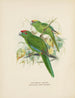 Platycercus auriceps Platycercus New Zealand - John Gerrard Keulemans — visning af kunstværket