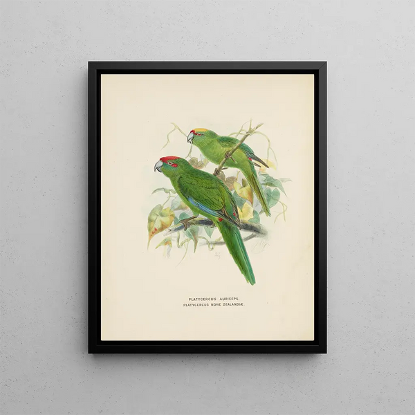 John Gerrard Keulemans - Platycercus auriceps Platycercus Nove Zealandiae.webp
