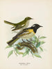 Han og hun omgivet af pogonornis - John Gerrard Keulemans — visning af kunstværket