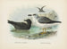 Puffin fuligineux og Puffin de Lessoni - John Gerrard Keulemans — visning af kunstværket