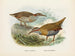 Rallus philipensis og Rallus dieffenbachii - John Gerrard Keulemans — visning af kunstværket