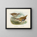 Rallus philipensis og Rallus dieffenbachii - John Gerrard Keulemans — indrammet kunstværk på væggen