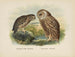 Spiloglaux de Nouvelle-Zélande og Sceloglaux med hvid ansigt - John Gerrard Keulemans — visning af kunstværket