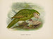 Stringops habroptilus - John Gerrard Keulemans — visning af kunstværket