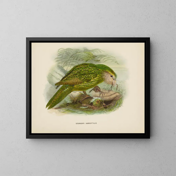 Stringops habroptilus - John Gerrard Keulemans — indrammet kunstværk på væggen