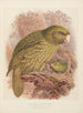 Le Kakapo eller uglepapegøje Stringops habroptilus - John Gerrard Keulemans — visning af kunstværket