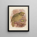 Le Kakapo eller uglepapegøje Stringops habroptilus - John Gerrard Keulemans — indrammet kunstværk på væggen