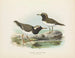 Thinornis novaezelandiae voksen og ung - John Gerrard Keulemans — visning af kunstværket