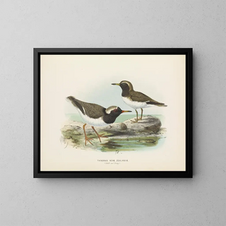 John Gerrard Keulemans - Thinornis nove zealandiae Adult and Young.webp
