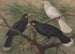 Trois huia - John Gerrard Keulemans — visning af kunstværket