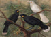Trois huia Heteralocha acutirostris - John Gerrard Keulemans — visning af kunstværket