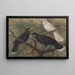 Trois huia - John Gerrard Keulemans — indrammet kunstværk på væggen