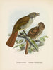 Turnagra hectori og Turnagra crassirostris - John Gerrard Keulemans — visning af kunstværket