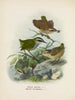 Xenicus longipes han og hun og Xenicus gilviventris han og hun - John Gerrard Keulemans — visning af kunstværket