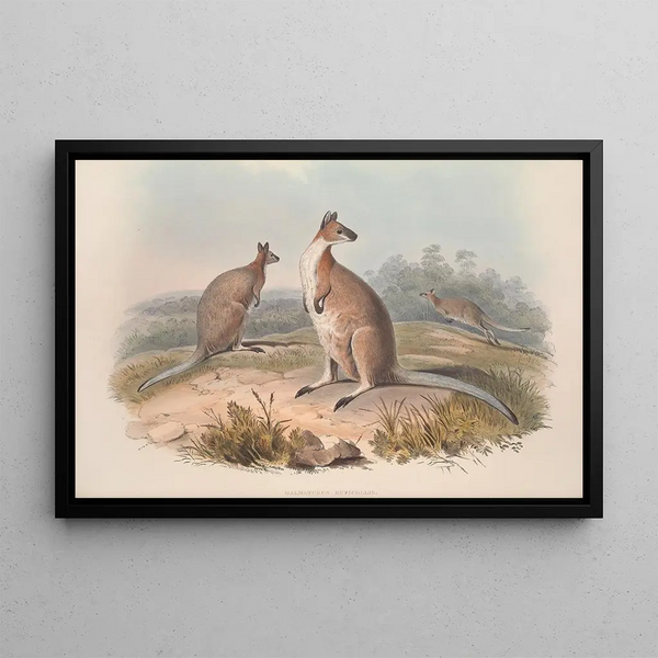 En monografi af Macropodidae eller familien af kænguruer Pl17 - John Gould — indrammet kunstværk på væggen