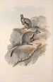 En monografi af Macropodidae eller familien af kænguruer Pl24 - John Gould — visning af kunstværket