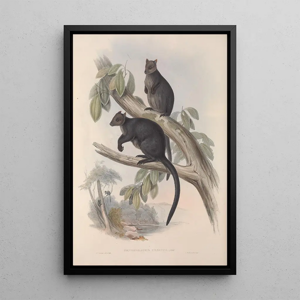John Gould - A monograph of the Macropodidae or family of kangaroos Pl26.webp