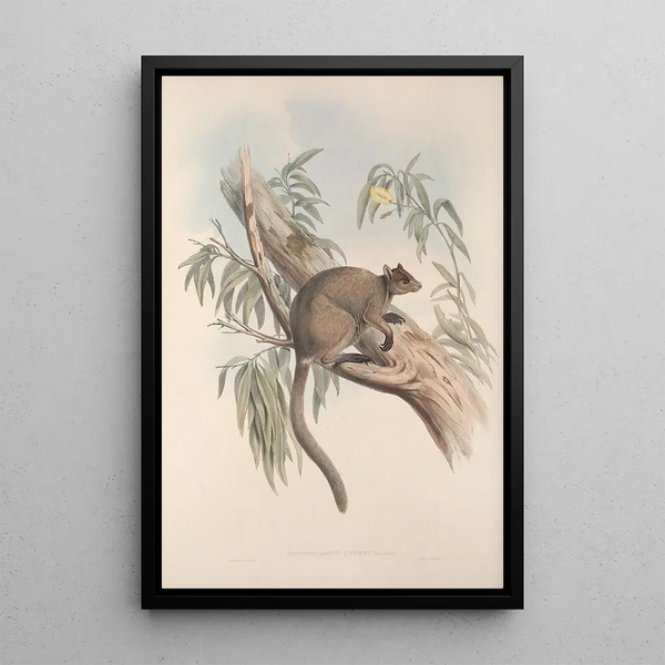 John Gould - A monograph of the Macropodidae or family of kangaroos Pl27.webp