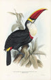 En monografi af Ramphastidae eller toucanfamilien Pl03 - John Gould — visning af kunstværket