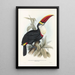 En monografi af Ramphastidae eller toucanfamilien Pl03 - John Gould — indrammet kunstværk på væggen