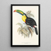 En monografi af Ramphastidae eller toucanfamilien Pl07 - John Gould — indrammet kunstværk på væggen