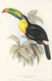 En monografi af Ramphastidae eller toucanfamilien Pl07 - John Gould — visning af kunstværket