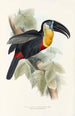 Une monografi af Ramphastidae eller toucanfamilien Pl09 - John Gould — visning af kunstværket