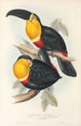 En monografi af Ramphastidae eller toucanfamilien Pl10 - John Gould — visning af kunstværket