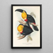 En monografi af Ramphastidae eller toucanfamilien Pl10 - John Gould — indrammet kunstværk på væggen