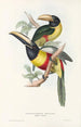 En monografi af Ramphastidae eller toucanfamilien Pl12 - John Gould — visning af kunstværket