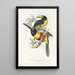 En monografi af Ramphastidae eller toucanfamilien Pl12 - John Gould — indrammet kunstværk på væggen