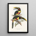 En monografi af Ramphastidae eller toucanfamilien Pl13 - John Gould — indrammet kunstværk på væggen