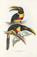 En monografi af Ramphastidae eller toucanfamilien Pl13 - John Gould — visning af kunstværket