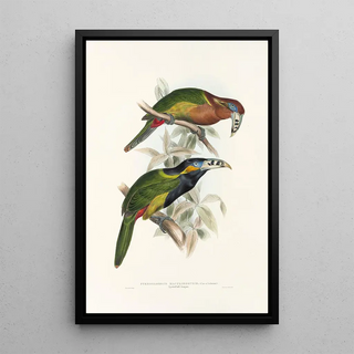 John Gould - A monograph of the Ramphastidae or family of toucans Pl21.webp