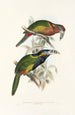 En monografi af Ramphastidae eller toucanfamilien Pl21 - John Gould — visning af kunstværket