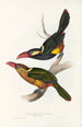 En monografi af Ramphastidae eller toucanfamilien Pl22 - John Gould — visning af kunstværket