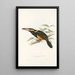 En monografi af Ramphastidae eller toucanfamilien Pl23 - John Gould — indrammet kunstværk på væggen